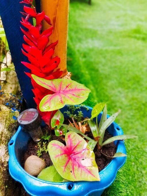 Poetry Garden Bocas Town Colon Island Villa Kültér fotó